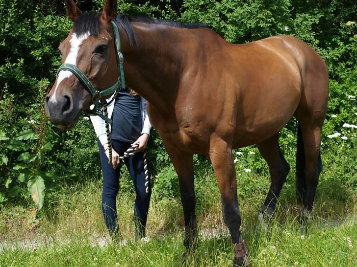 Fuldblod (XX) Perfect Match R.I.P billede 1