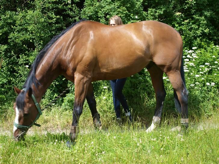 Fuldblod (XX) Perfect Match R.I.P billede 2