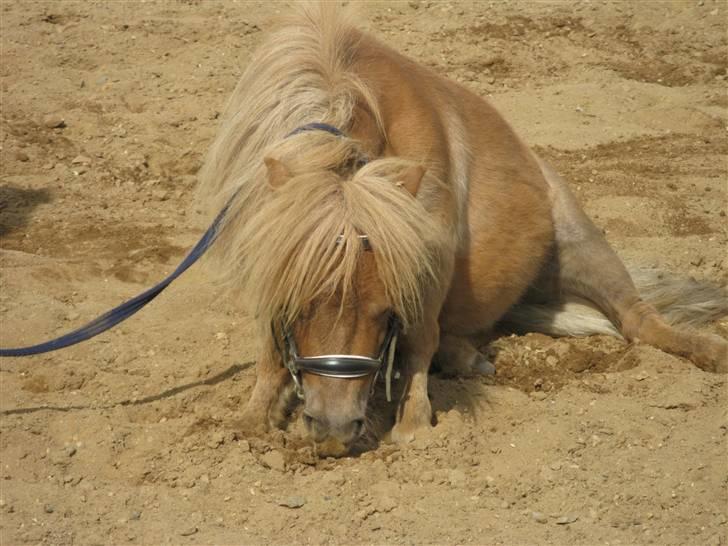 Shetlænder Sebek<33 billede 1