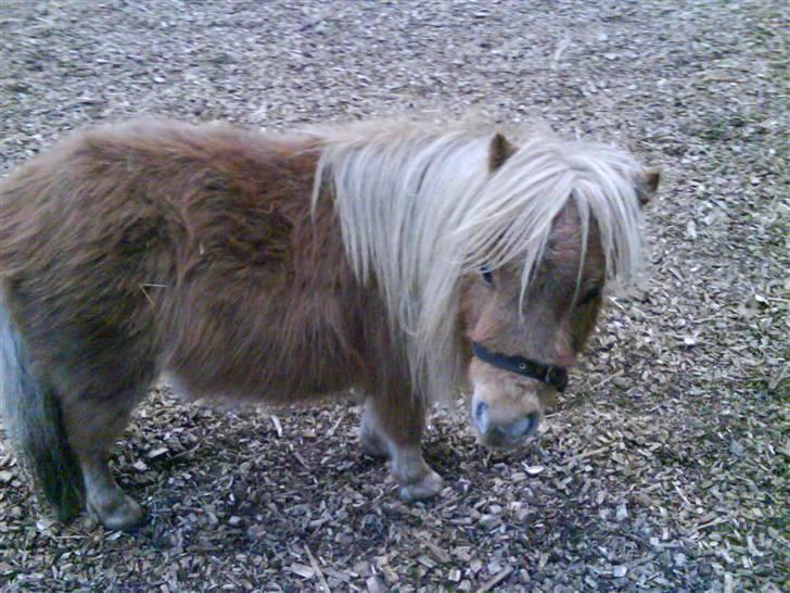 Shetlænder Sebek<33 billede 2