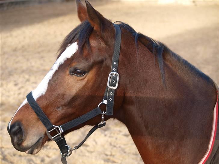 Fuldblod (XX) Perfect Match R.I.P billede 3