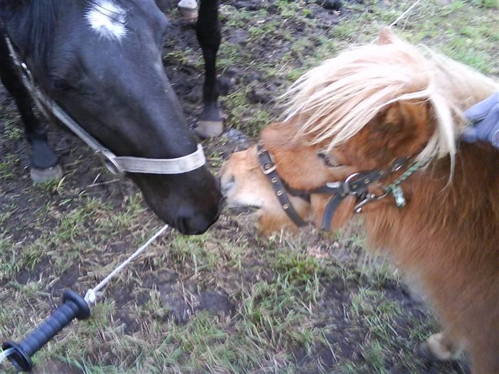 Shetlænder Sebek<33 billede 3