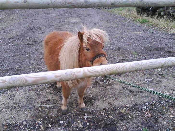 Shetlænder Sebek<33 billede 4