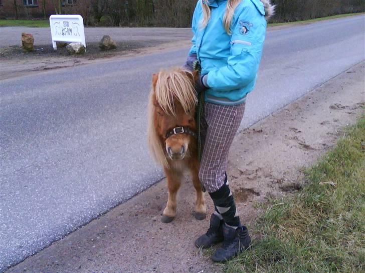 Shetlænder Sebek<33 billede 5