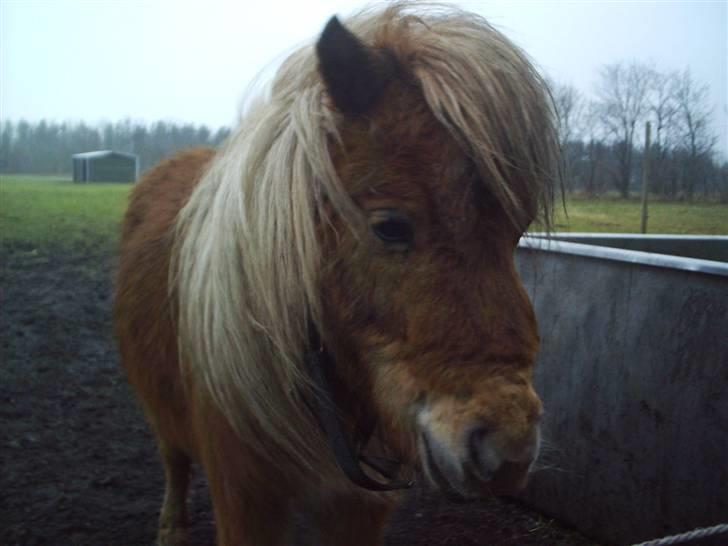 Shetlænder Sebek<33 billede 6