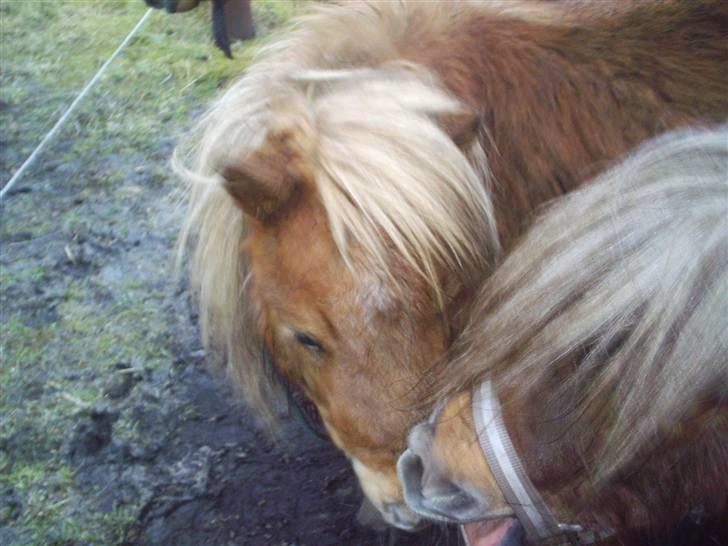 Shetlænder Sebek<33 billede 7