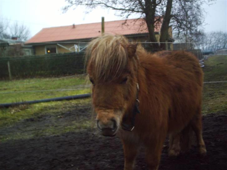 Shetlænder Sebek<33 billede 8