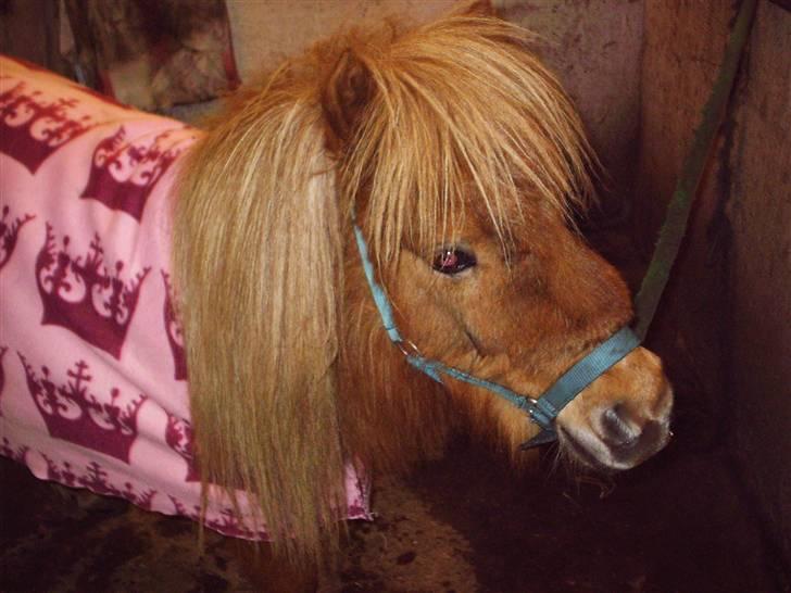 Shetlænder Sebek<33 billede 9