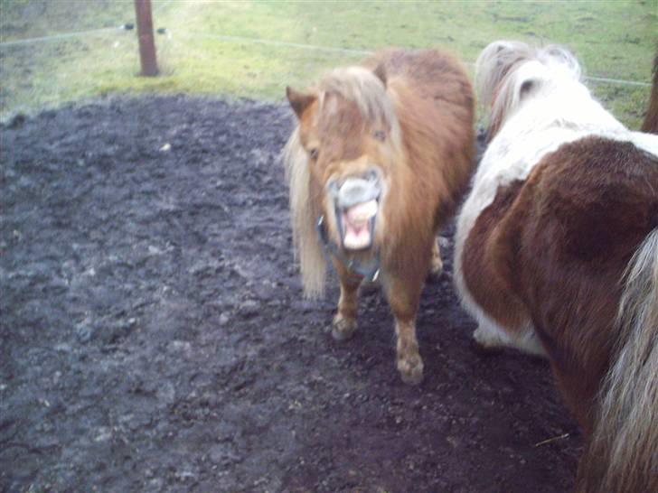 Shetlænder Sebek<33 billede 10