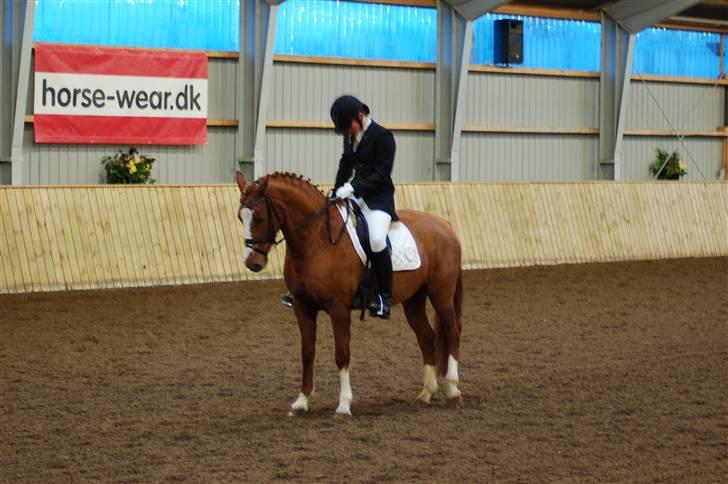 Anden særlig race Bellami - min søsters nu billede 5