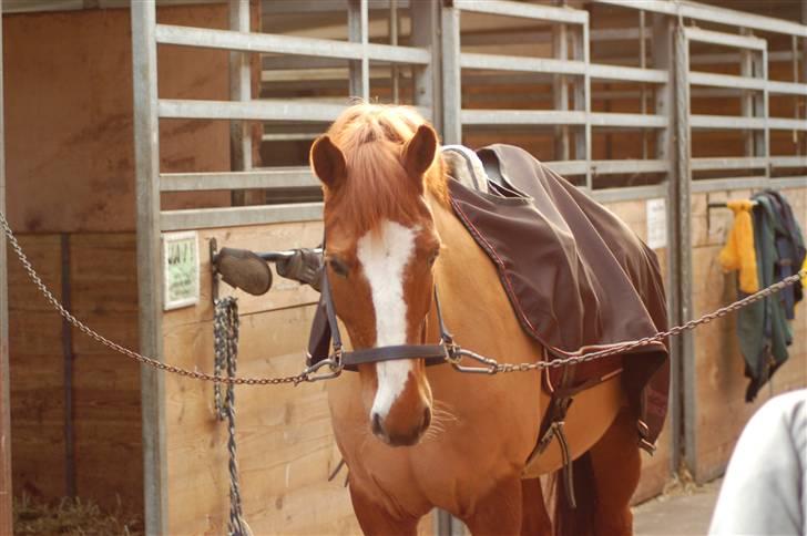 Anden særlig race Bellami - min søsters nu billede 6