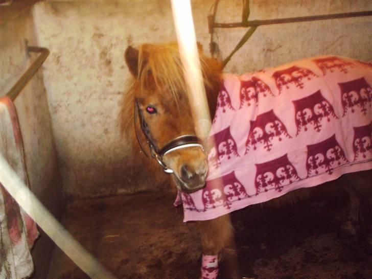 Shetlænder Sebek<33 billede 11