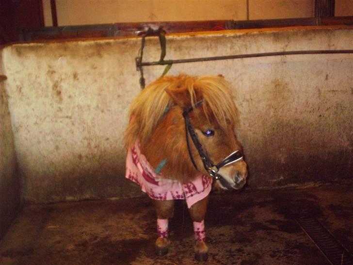 Shetlænder Sebek<33 billede 12