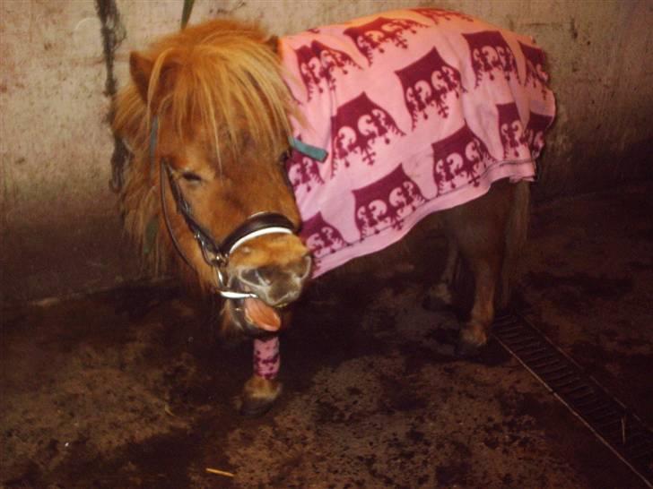 Shetlænder Sebek<33 billede 13