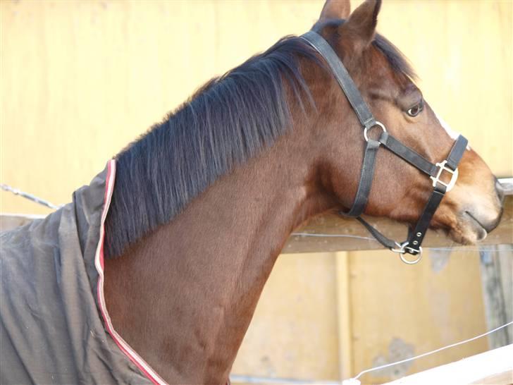 Fuldblod (XX) Perfect Match R.I.P billede 4