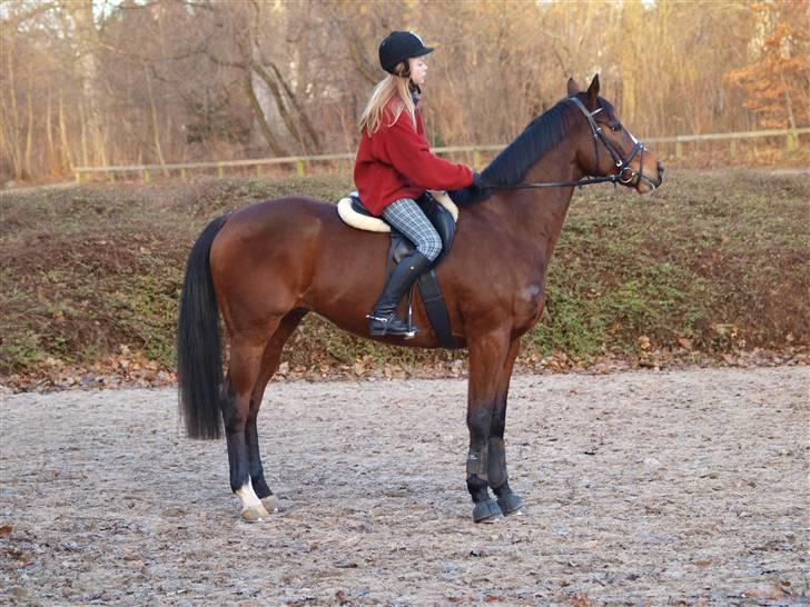 Fuldblod (XX) Perfect Match R.I.P billede 5