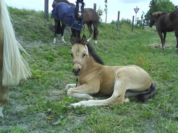 DSP Anemone Wales / solgt - nurh<3 billede 17