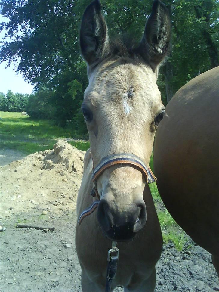 DSP Anemone Wales / solgt billede 18