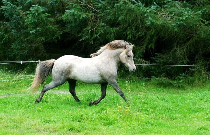 Islænder Lysingur*SOLGT* - Lysingur er fotogen:) billede 1