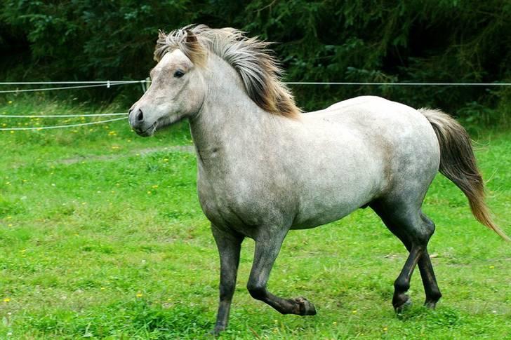 Islænder Lysingur*SOLGT* billede 2