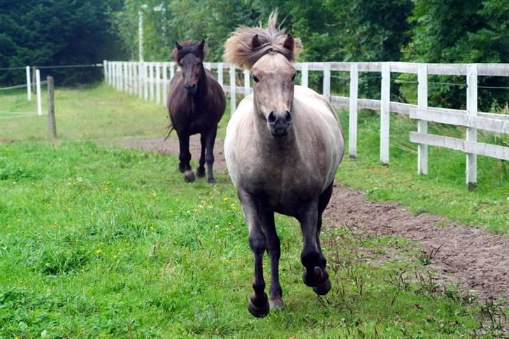 Islænder Lysingur*SOLGT* - Lysingur vinder! billede 3