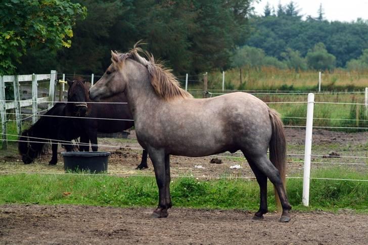 Islænder Lysingur*SOLGT* billede 4