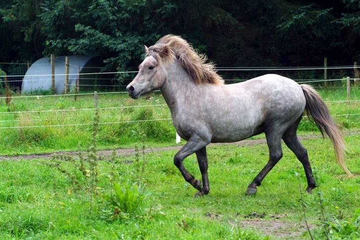 Islænder Lysingur*SOLGT* billede 5