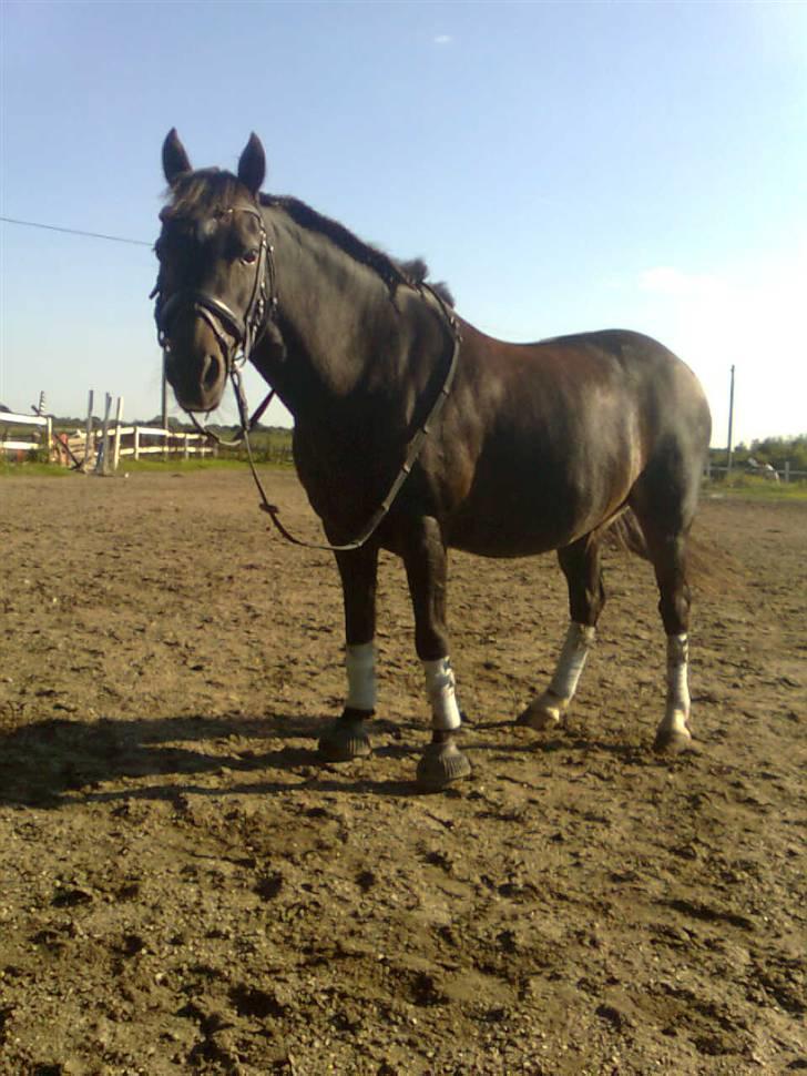 Anden særlig race Max  - (10)Min kønne pony. Han lide redet han:) billede 10