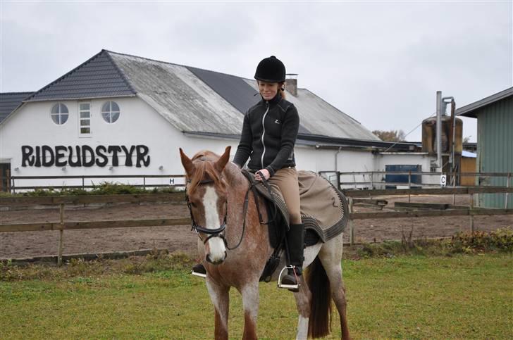 Anden særlig race Zafir R.I.P. billede 2