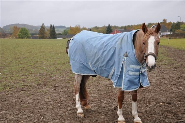 Anden særlig race Zafir R.I.P. billede 3