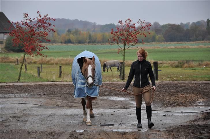 Anden særlig race Zafir R.I.P. billede 4