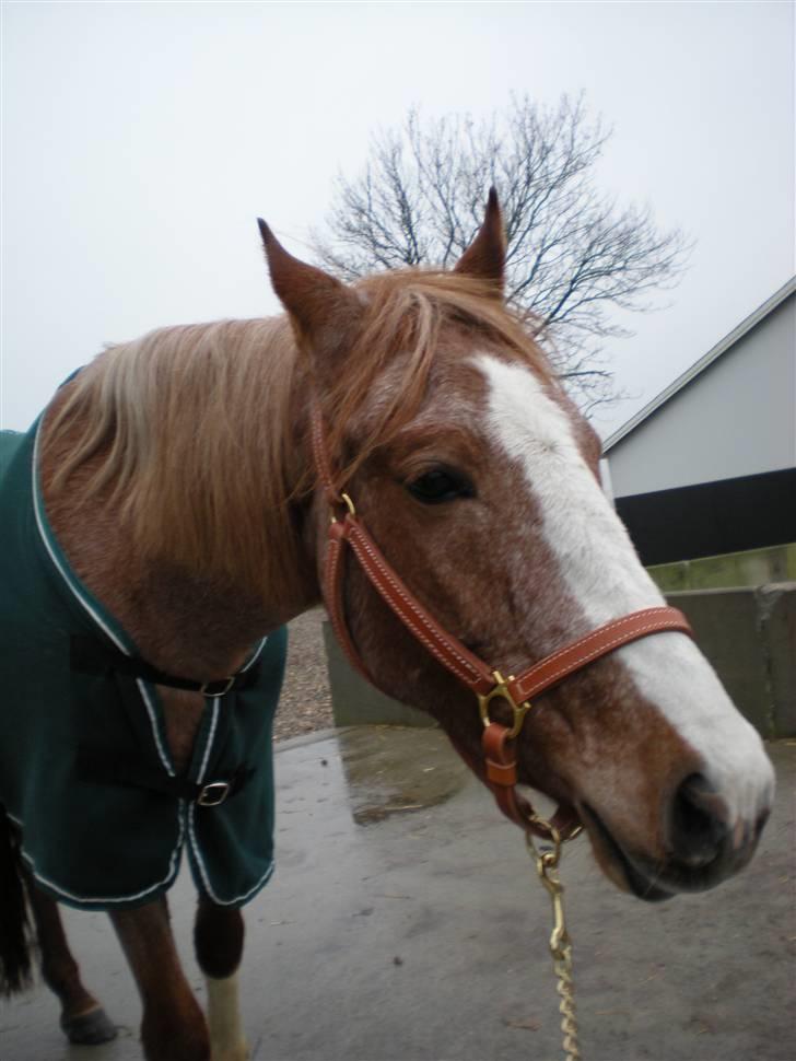Anden særlig race Zafir R.I.P. billede 6