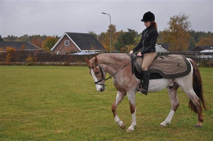 Anden særlig race Zafir R.I.P. billede 7