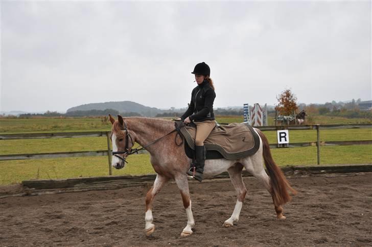 Anden særlig race Zafir R.I.P. billede 8