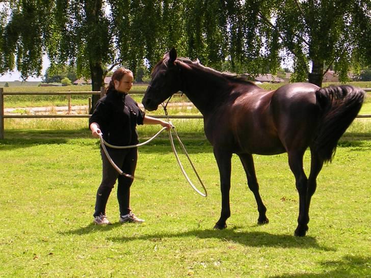 Anden særlig race Avance *Gamle Halvpart* - Emilie og Advance billede 4