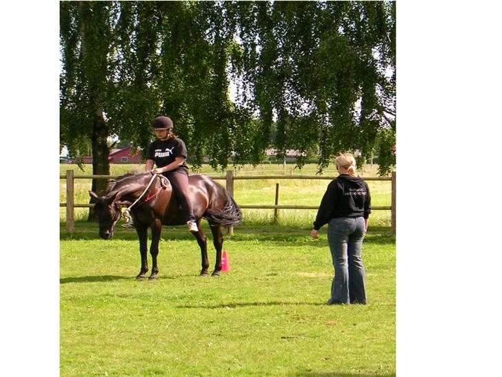 Anden særlig race Avance *Gamle Halvpart* - Rytter; Emilie (ejeren) billede 5