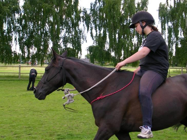 Anden særlig race Avance *Gamle Halvpart* - Rytter; Emilie (ejeren) billede 6