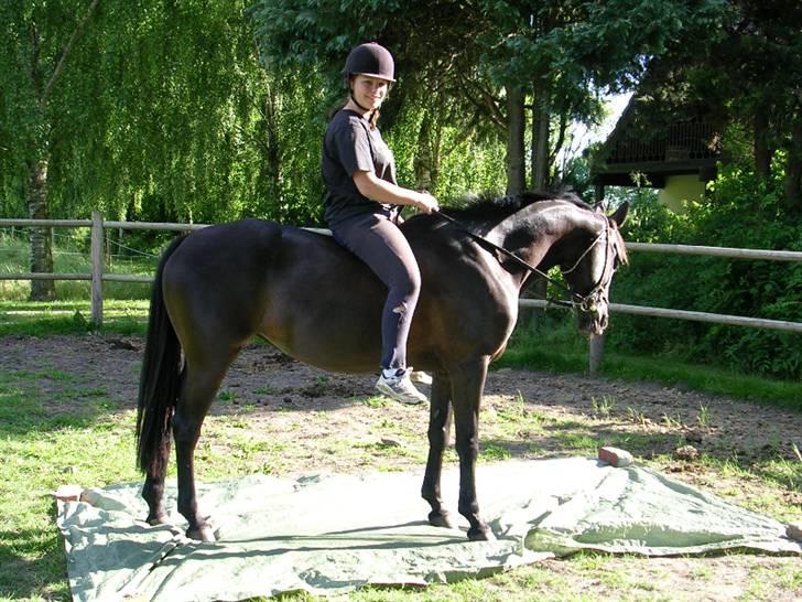 Anden særlig race Avance *Gamle Halvpart* - Rytter; Emilie (ejeren) billede 7