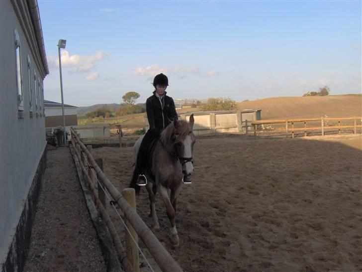 Anden særlig race Zafir R.I.P. billede 9