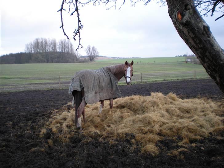 Anden særlig race Zafir R.I.P. billede 11