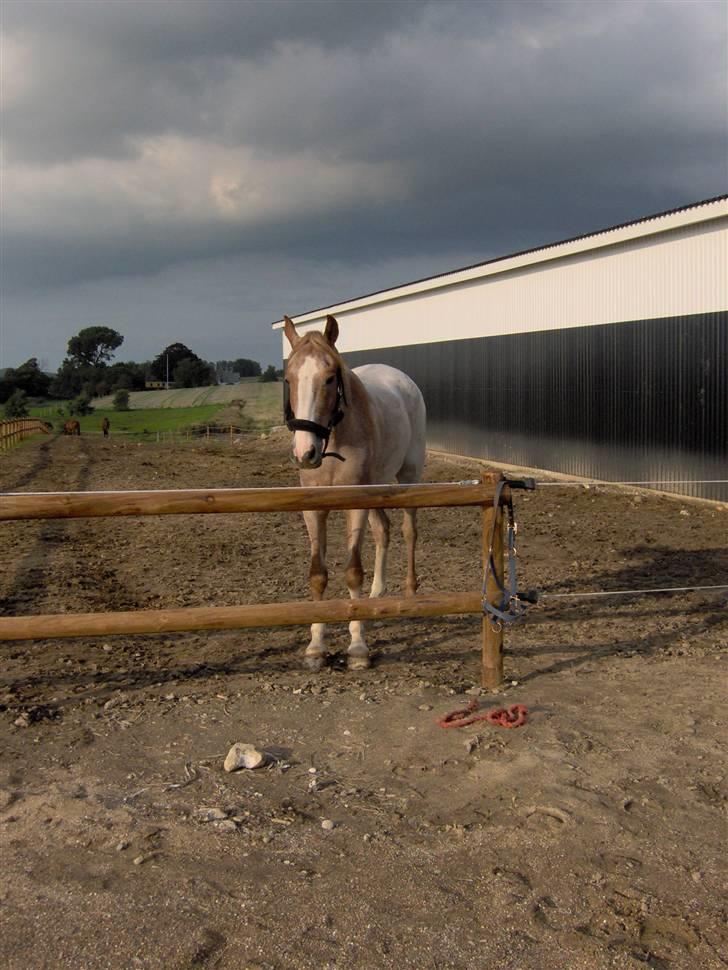 Anden særlig race Zafir R.I.P. - Lige lukket på fold, men så står han bare og glor på mig - han er sgu så dejlig.. billede 12