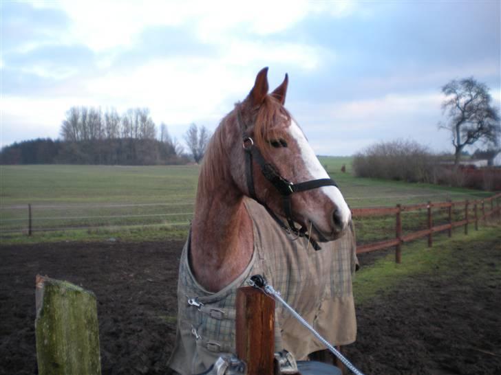 Anden særlig race Zafir R.I.P. billede 13