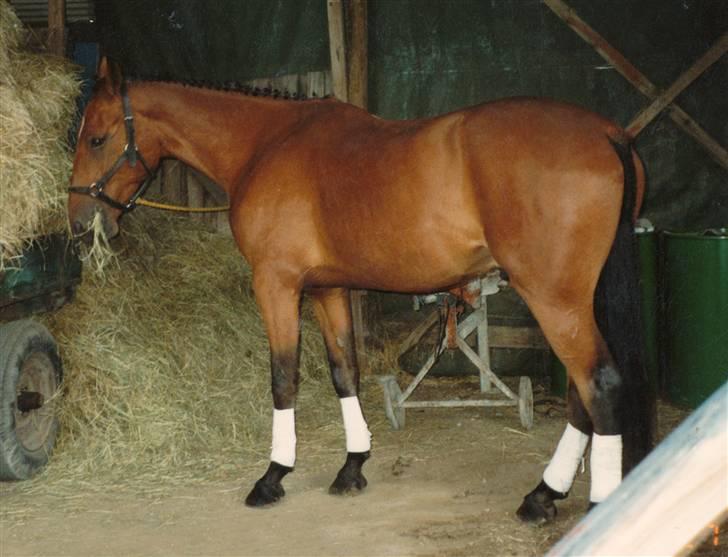Traver Satan/Shetan - Shétan som 3-årig en dag, hvor jeg havde gjort ham fint istand billede 16