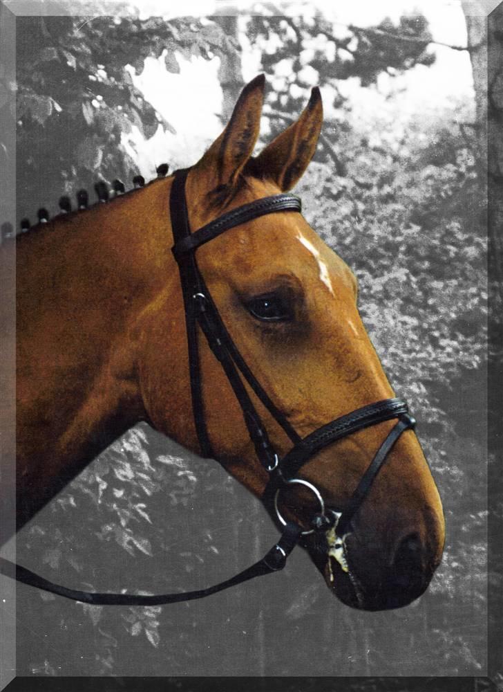 Traver Satan/Shetan - Shétan som  3 årig en dag, hvor jeg havde gjort ham fint istand billede 17