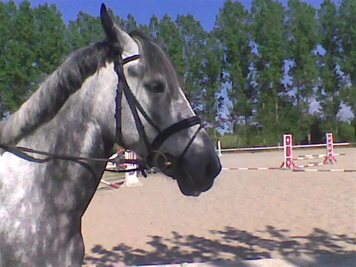 Anden særlig race Toftegårdens Merkur R.I.P - Merkur i sommers på BAR billede 10