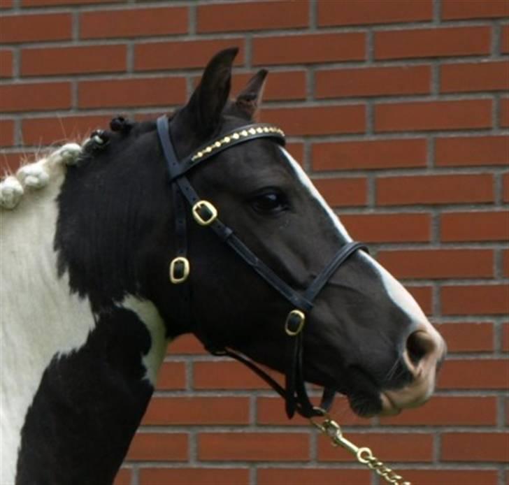 Anden særlig race Diva billede 1