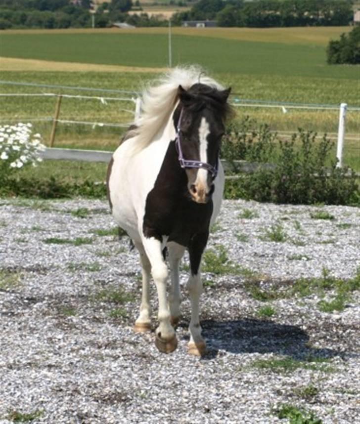 Anden særlig race Diva billede 6