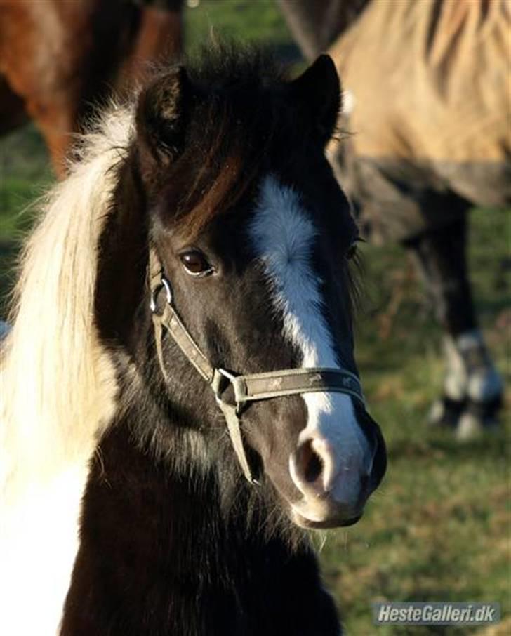 Anden særlig race Diva billede 7