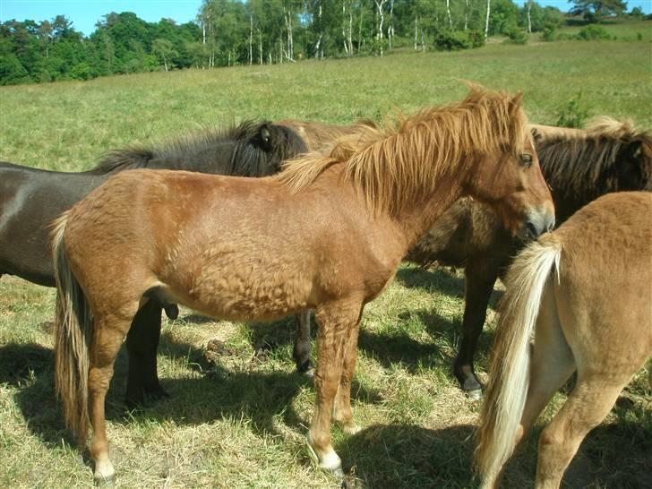Islænder Blómi fra Engholm - 1 år billede 6