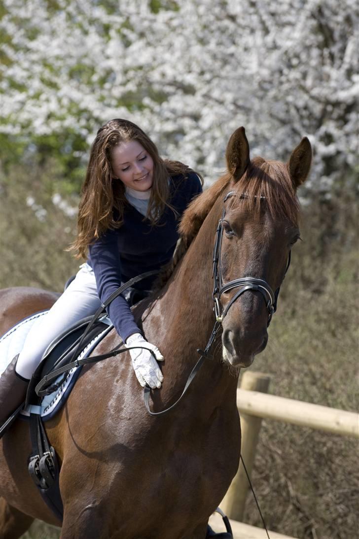 Gelderland Ornando - *RIP* - .. billede 17